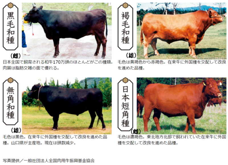 全国和牛能力共進会北海道大会に向けて、和牛の情報発信します！